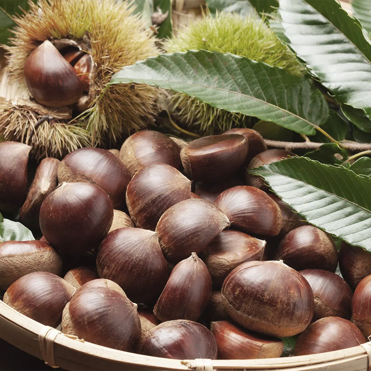 chataignes-récolte